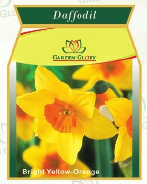 डैफोडिल फूल के कंद