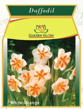 फूलों की कंद - डैफोडिल