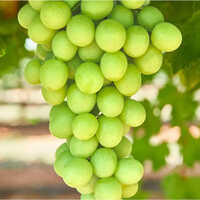 Organic Green Grapes