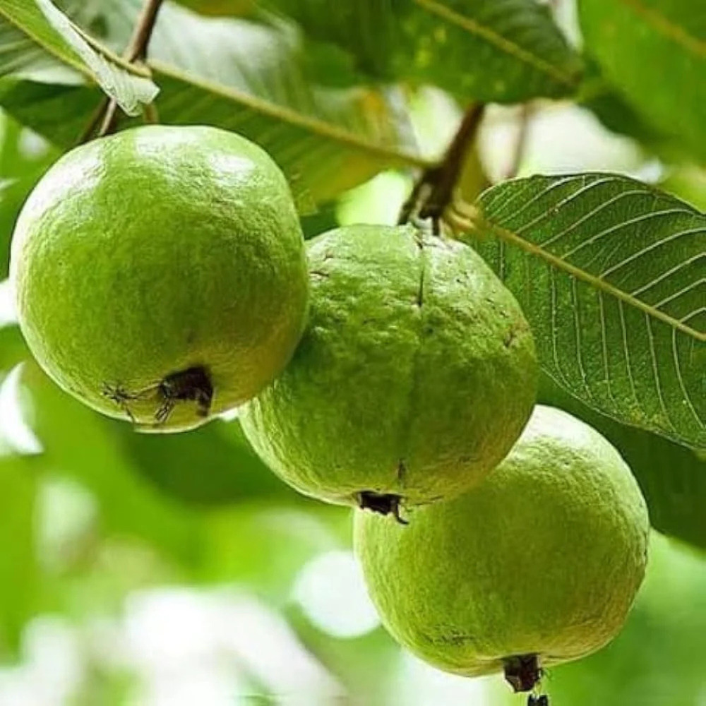 Organic Guava