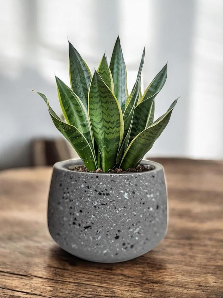 Cement Planter