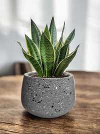 Cement Planter