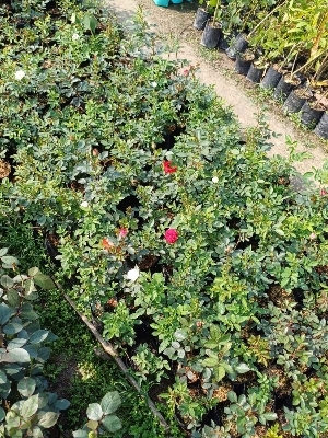 Rose plants