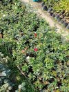 Rose plants