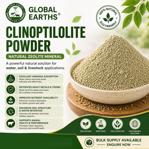 Clinoptilolite Powder