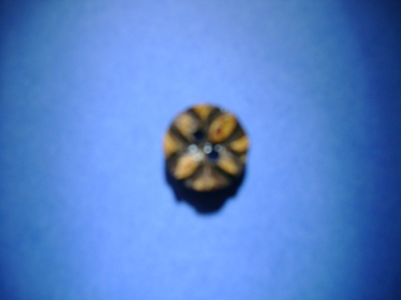 Black And Yellow Designer Coconut Buttons