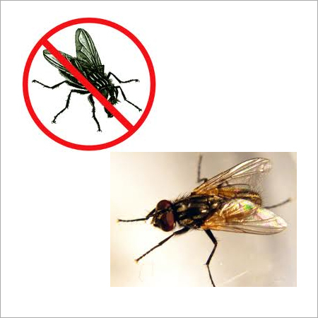 मक्खी प्रबंधन