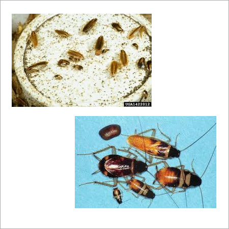 तिलचट्टे प्रबंधन