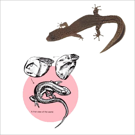 छिपकली प्रबंधन