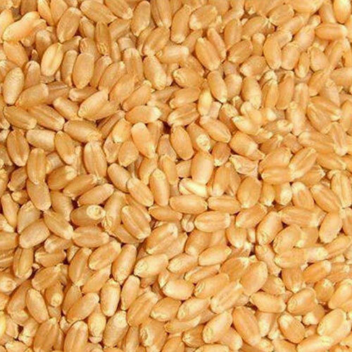 Whole Wheat Seed