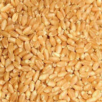 Whole Wheat Seed