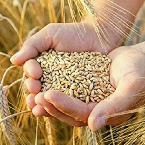 Whole Wheat Seed