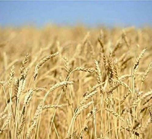 Whole Wheat Seed