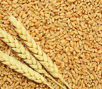Natural Whole Wheat Seeds