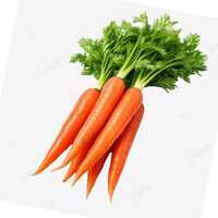 Fresh Carrot