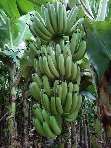 Green Banana