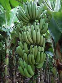 Green Banana