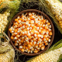 Corn Grains - Admixture (%): 1%