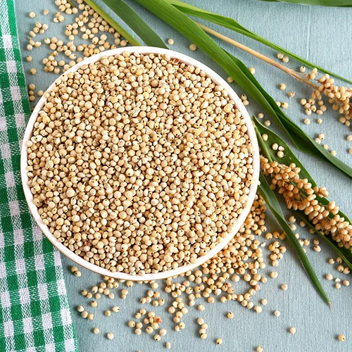 Sorghum Grain - Admixture (%): 1% Max