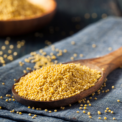 Sorghum Grain - Admixture (%): 1% Max