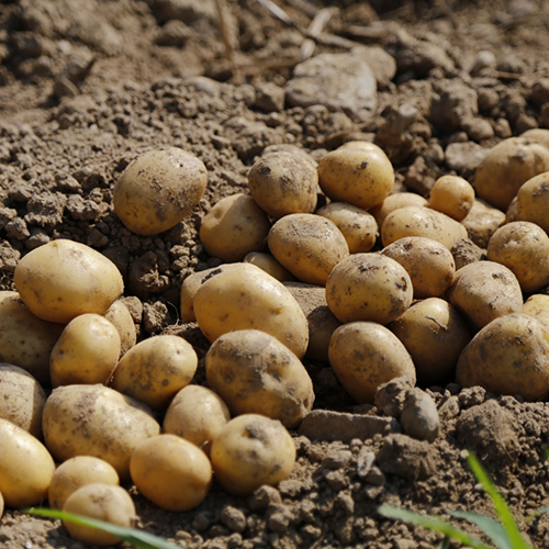 Fresh Potato - Cultivation Type: Organic