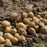 Fresh Potato - Cultivation Type: Organic
