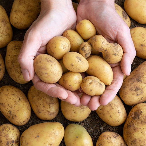 Potato .