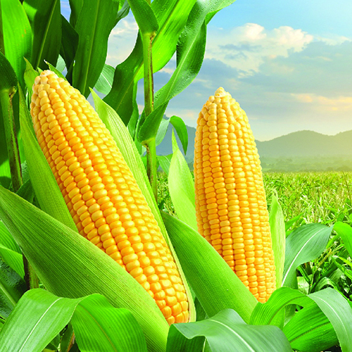 Yellow Maize - Admixture (%): 1% Max