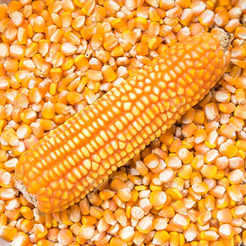 Yellow Maize - Admixture (%): 1% Max