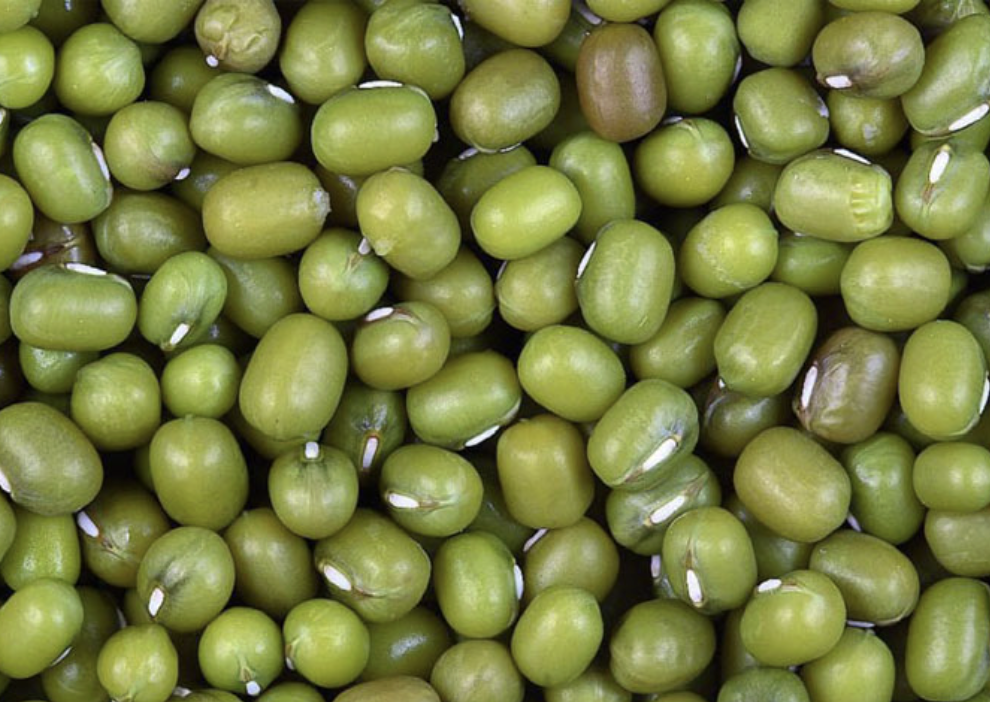 Mung Beans - Standard Size, Green Color | Premium Quality Dried Raw Beans, High Protein Content And Nutritional Value