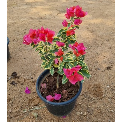 Boganvellea Plant
