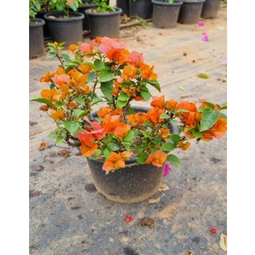 Boganvellea Plant