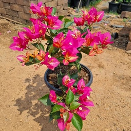 Boganvellea Plant