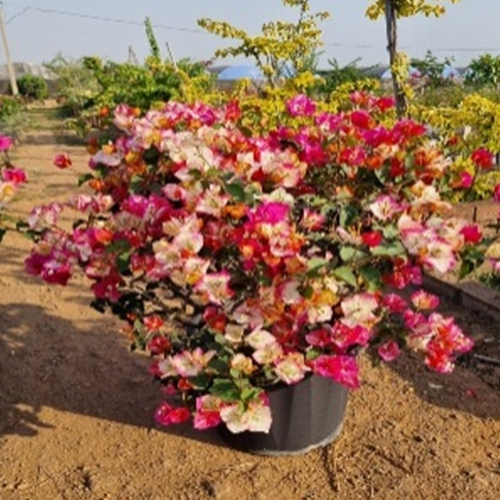 Boganvellea Plant