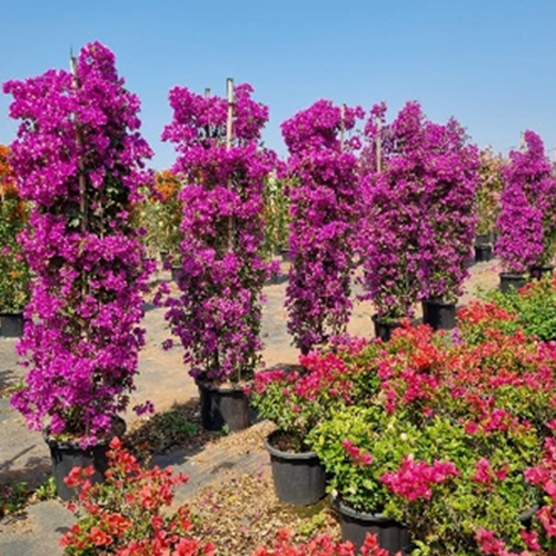 Boganvellea Plant