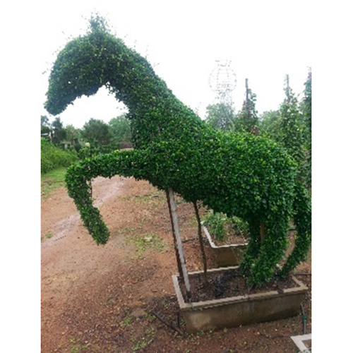 Topiary Plant