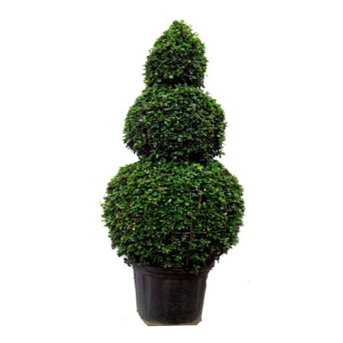 Topiary Plant
