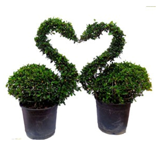Topiary Plant