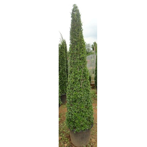 Topiary Plant