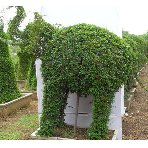 Topiary Plant