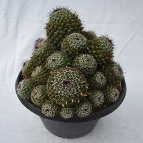 Cactus Plant