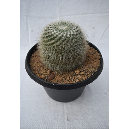 Cactus Plant - Breed: Hybrid