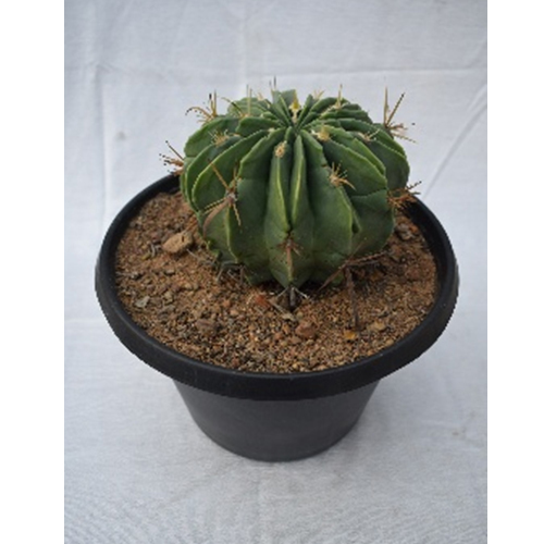 Cactus Plant - Breed: Hybrid