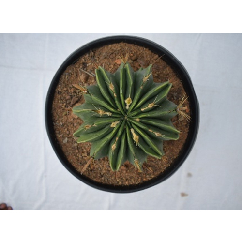 Cactus Plant - Breed: Hybrid
