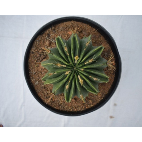 Cactus Plant - Breed: Hybrid