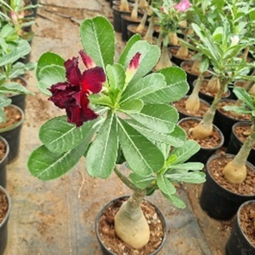 Adenium Plant