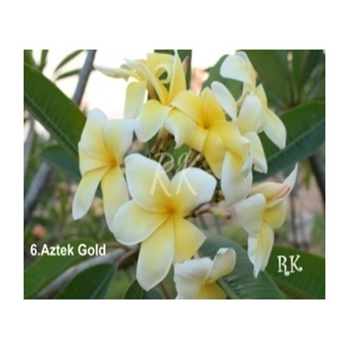 Aztek Gold Flowering Plant
