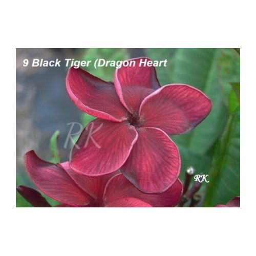 Black Tiger Dragon Heart Plant