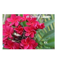 Deang Sayam Plant - Breed: Hybrid