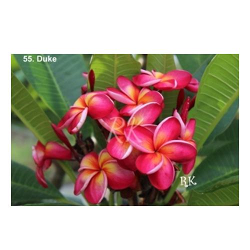 Duke Flowering Plant